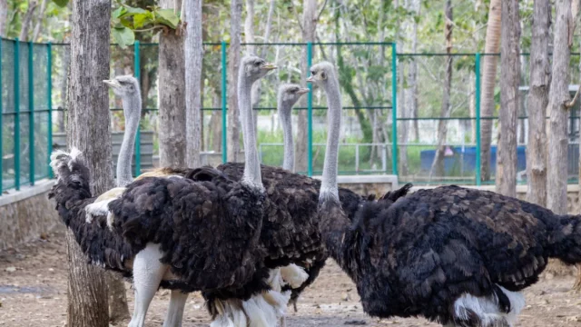 Sekelompok burung unta di kandang wahana teaching farm FKH UGM Gunungkidul