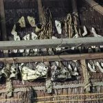 Tengkorak babi hutan digantung berjajar pada rangka atap uma Mentawai