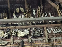 Tengkorak babi hutan digantung berjajar pada rangka atap uma Mentawai