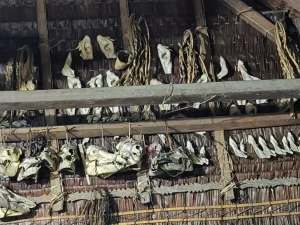 Tengkorak babi hutan digantung berjajar pada rangka atap uma Mentawai