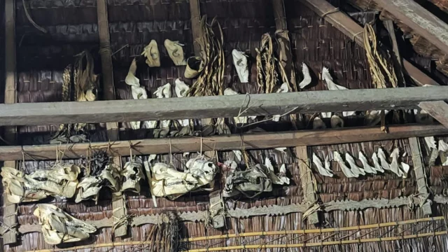 Tengkorak babi hutan digantung berjajar pada rangka atap uma Mentawai