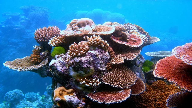 Gugusan terumbu karang berwarna-warni di dasar laut dangkal