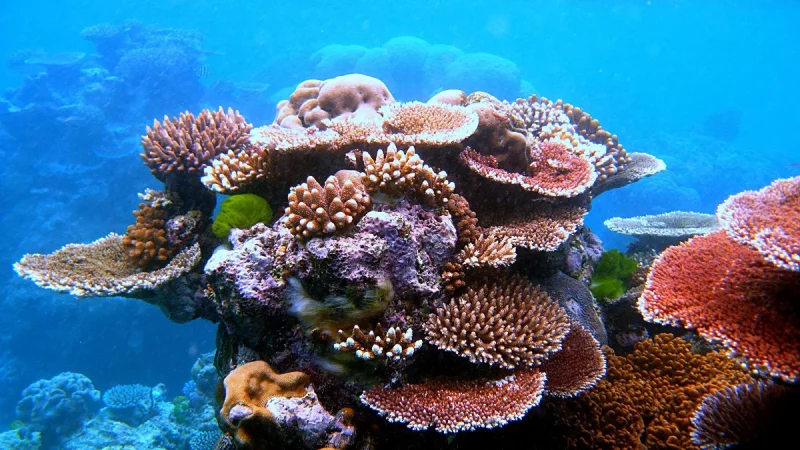 Gugusan terumbu karang berwarna-warni di dasar laut dangkal