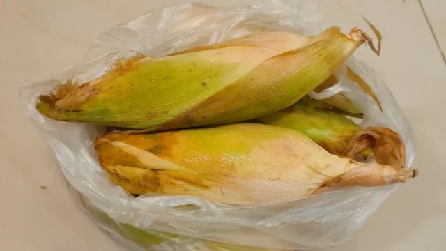 Beberapa tongkol jagung manis berkelobot di dalam kantong plastik bening