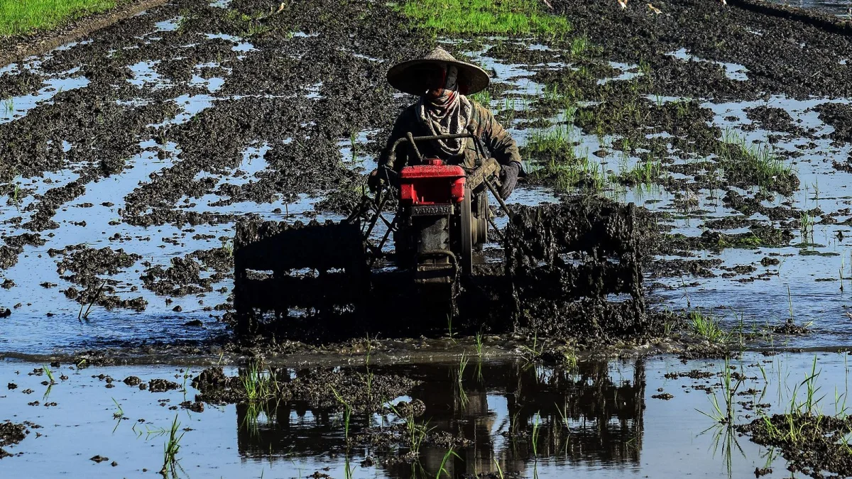 Petani bercaping mengendalikan traktor tangan merah di sawah yang tergenang air
