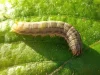 Larva ulat grayak jagung Spodoptera frugiperda merayap di atas permukaan daun hijau