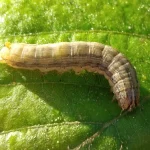 Larva ulat grayak jagung Spodoptera frugiperda merayap di atas permukaan daun hijau