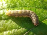 Larva ulat grayak jagung Spodoptera frugiperda merayap di atas permukaan daun hijau