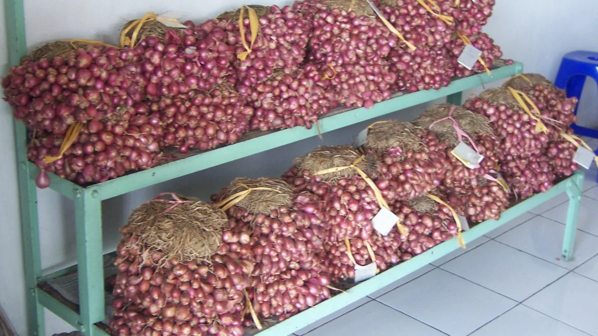 Ikatan umbi bawang merah Brebes tersusun di rak hijau sebuah toko oleh-oleh