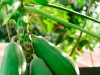Ilustrasi buah pepaya menggantung di pohon di kebun tropis