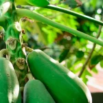 Ilustrasi buah pepaya menggantung di pohon di kebun tropis