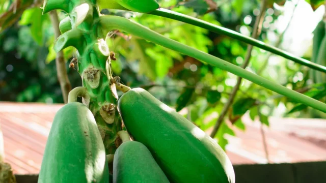 Ilustrasi buah pepaya menggantung di pohon di kebun tropis