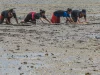 Warga Duano menongkah mencari kerang di lumpur pesisir Riau