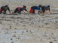 Warga Duano menongkah mencari kerang di lumpur pesisir Riau