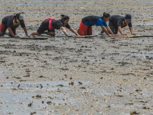 Warga Duano menongkah mencari kerang di lumpur pesisir Riau