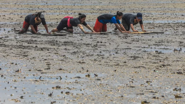 Warga Duano menongkah mencari kerang di lumpur pesisir Riau
