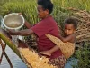 Perempuan menggendong anak sambil memeras sagu di Kampung Mokere, Papua Barat