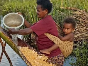 Perempuan menggendong anak sambil memeras sagu di Kampung Mokere, Papua Barat