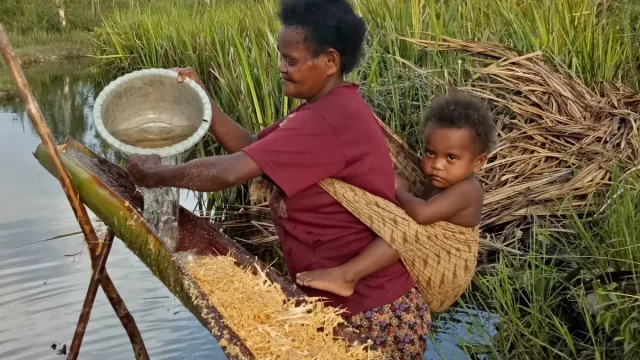 Perempuan menggendong anak sambil memeras sagu di Kampung Mokere, Papua Barat