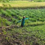 Ilustrasi orang-orangan sawah berdiri di tengah petak sawah yang menghijau.