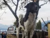 Anjing liar belang hitam-putih berdiri di atas tumpukan jerami di tepi jalan Pokhara, Nepal