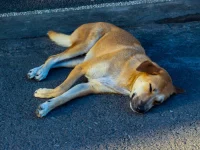 Seekor anjing liar berbulu cokelat tidur di atas aspal jalan dekat pantai di Bali