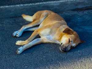 Seekor anjing liar berbulu cokelat tidur di atas aspal jalan dekat pantai di Bali