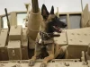 Anjing militer Belgian Malinois Angkatan Udara AS di atas kendaraan tempur