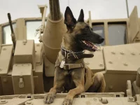 Anjing militer Belgian Malinois Angkatan Udara AS di atas kendaraan tempur