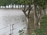 Air banjir merendam pepohonan dan pagar di tepi jalan Distrik Fatehabad, Haryana, India, 2023