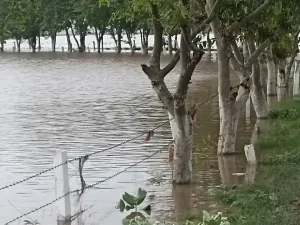Air banjir merendam pepohonan dan pagar di tepi jalan Distrik Fatehabad, Haryana, India, 2023