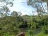 Sungai Batang Merangin dengan tepian berhutan di dekat Desa Pulau Sangkar, Kerinci