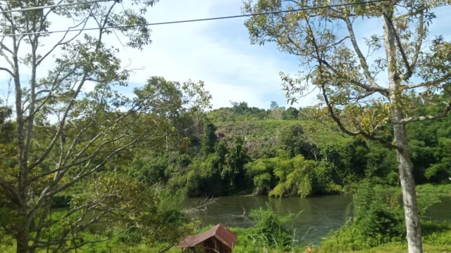 Sungai Batang Merangin dengan tepian berhutan di dekat Desa Pulau Sangkar, Kerinci