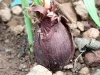 Ilustrasi umbi merah bawang dayak (Eleutherine bulbosa) menyembul dari tanah berbatu