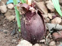 Ilustrasi umbi merah bawang dayak (Eleutherine bulbosa) menyembul dari tanah berbatu