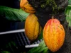 Tiga buah kakao jingga dan kuning menggantung pada batang pohon berlumut