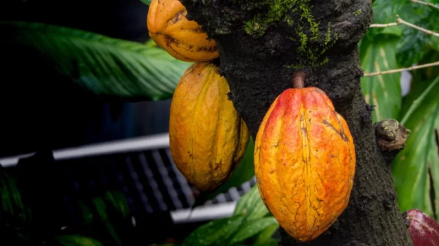 Tiga buah kakao jingga dan kuning menggantung pada batang pohon berlumut
