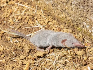 Ilustrasi curut rumah Suncus murinus dengan moncong panjang
