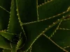 Daun lidah buaya tebal bergerigi tumbuh merapat memenuhi bidang gambar