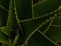 Daun lidah buaya tebal bergerigi tumbuh merapat memenuhi bidang gambar