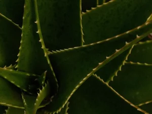 Daun lidah buaya tebal bergerigi tumbuh merapat memenuhi bidang gambar