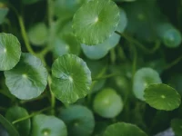 Ilustrasi daun pegagan (Centella asiatica) berbentuk bulat tumbuh rapat di kebun