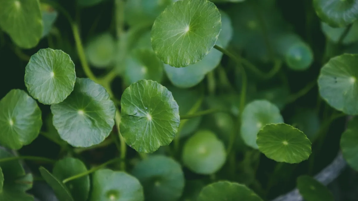 Ilustrasi daun pegagan (Centella asiatica) berbentuk bulat tumbuh rapat di kebun