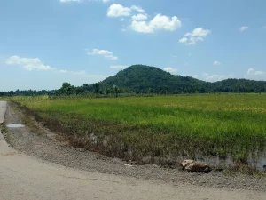 Ilustrasi hamparan sawah padi di tepi jalan desa berlatar bukit di Pulau Lombok