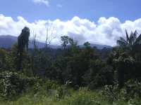 Ilustrasi hutan hujan dan pegunungan berawan di Taman Nasional Aketajawe-Lolobata, Halmahera Timur
