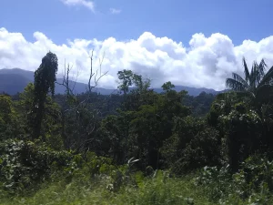 Ilustrasi hutan hujan dan pegunungan berawan di Taman Nasional Aketajawe-Lolobata, Halmahera Timur