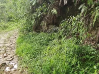 Jalan setapak berbatu di antara semak dan pakis di Pegunungan Qiyun, Ganzhou, Jiangxi, Tiongkok