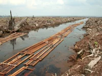 Lahan hutan gambut di Riau yang ditebang untuk perkebunan kelapa sawit pada 2006