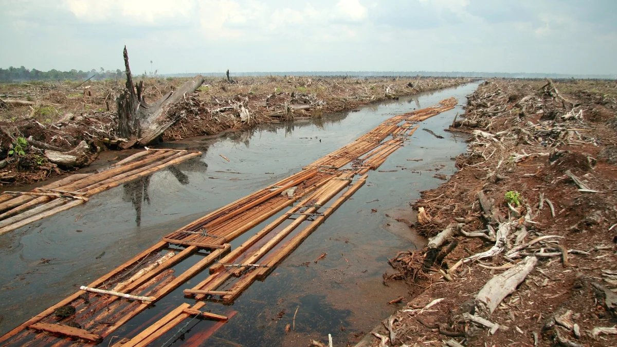 Lahan hutan gambut di Riau yang ditebang untuk perkebunan kelapa sawit pada 2006
