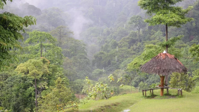 Hutan hujan berkabut dan pondok beratap rumbia di Camp Granit, Taman Nasional Bukit Tigapuluh